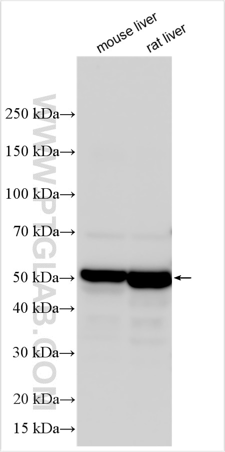 Western Blot (WB) analysis of various lysates using CYP4F12 Polyclonal antibody (13243-1-AP)