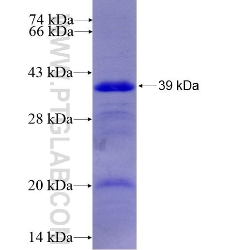 CYP4F12 fusion protein Ag6932 SDS-PAGE