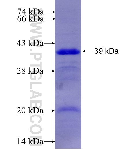 CYP4F12 fusion protein Ag6932 SDS-PAGE