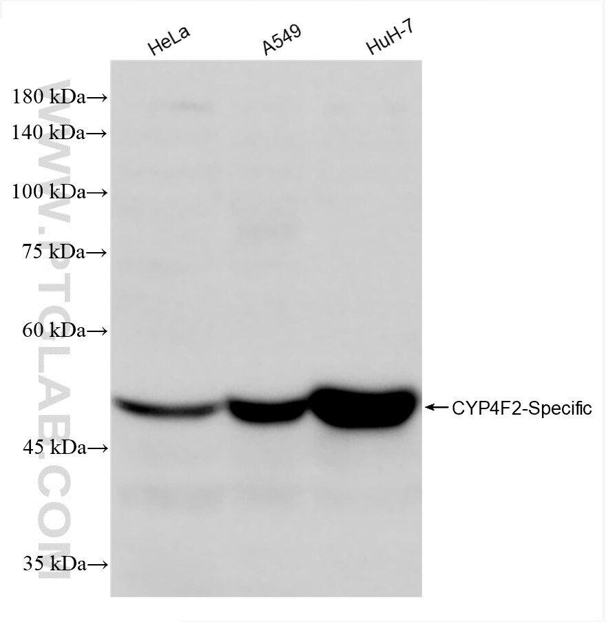 Western Blot (WB) analysis of various lysates using CYP4F2-Specific Recombinant antibody (85320-1-RR)