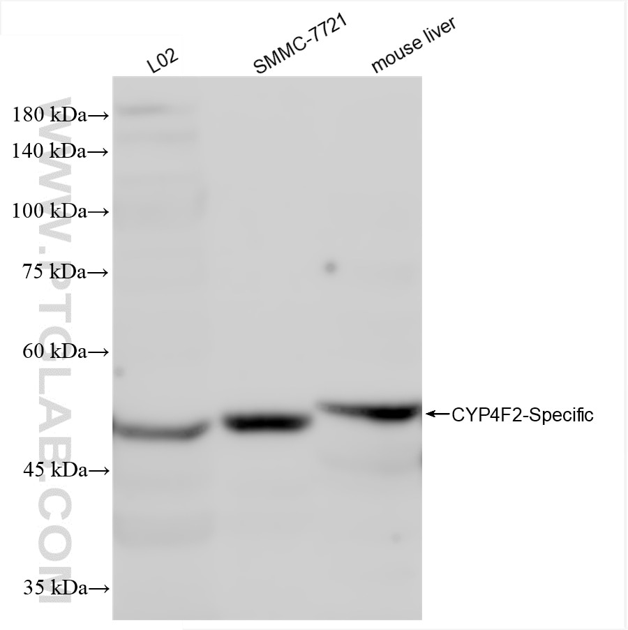 CYP4F2-Specific