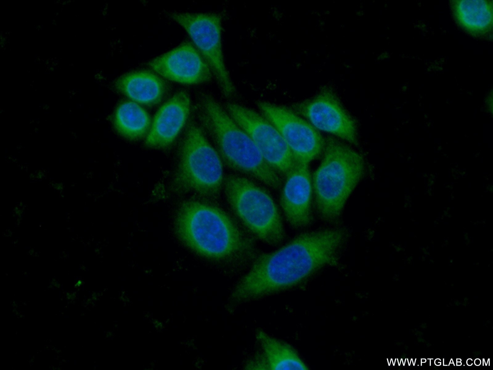 Immunofluorescence (IF) / fluorescent staining of PC-3 cells using CYP51A1 Polyclonal antibody (13431-1-AP)