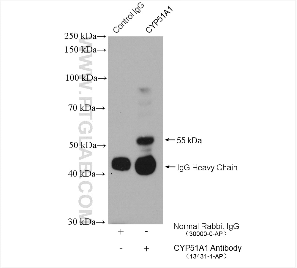 Immunoprecipitation (IP) experiment of mouse heart tissue using CYP51A1 Polyclonal antibody (13431-1-AP)