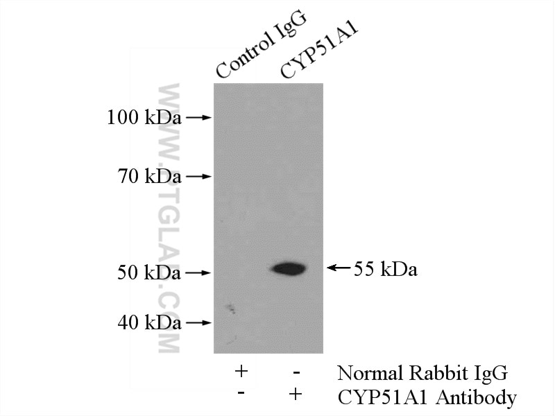 Immunoprecipitation (IP) experiment of mouse testis tissue using CYP51A1 Polyclonal antibody (13431-1-AP)