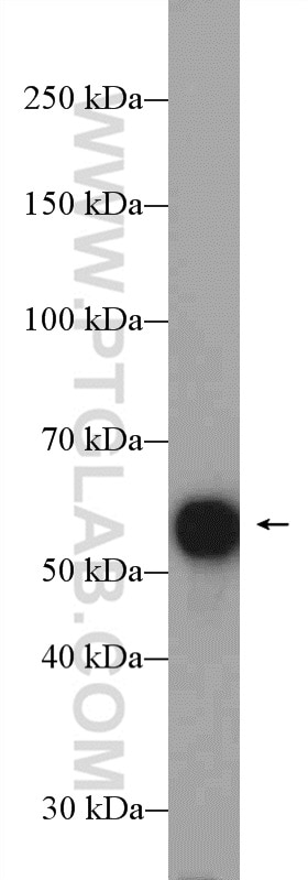 Western Blot (WB) analysis of mouse testis tissue using CYP51A1 Polyclonal antibody (13431-1-AP)