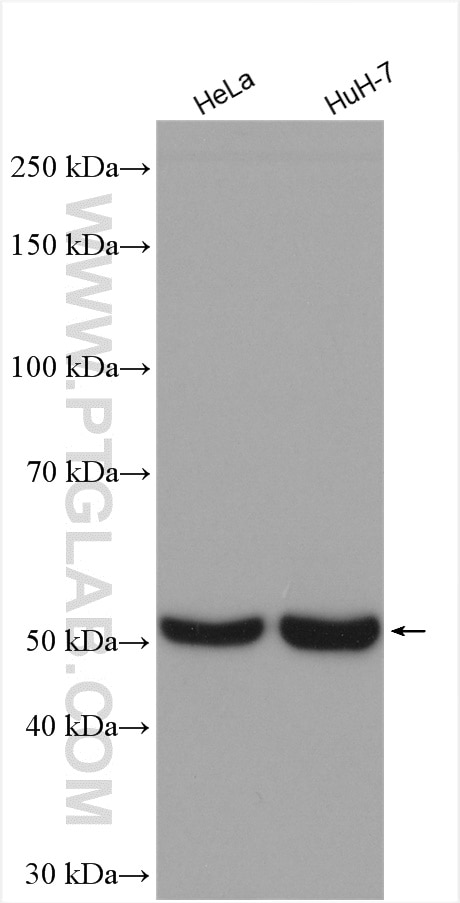 Western Blot (WB) analysis of various lysates using CYP51A1 Polyclonal antibody (13431-1-AP)