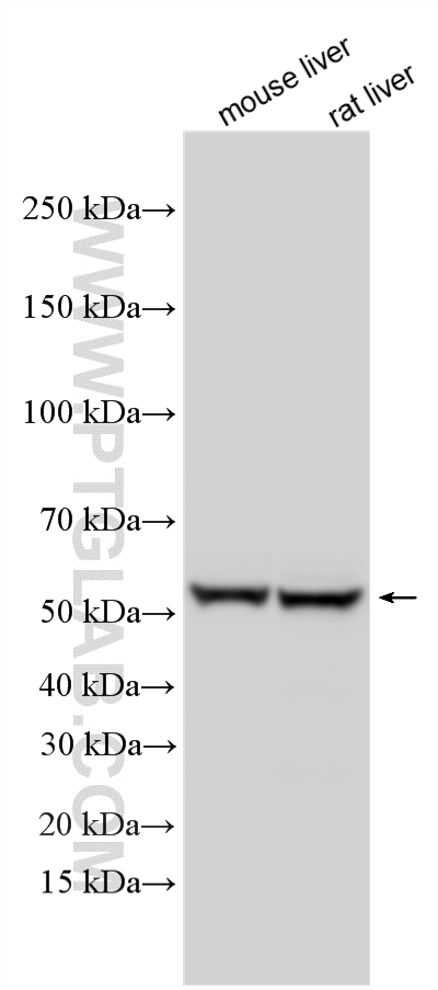 WB analysis using 13431-1-AP Western Blot (WB) analysis of various lysates using CYP51A1 Polyclonal antibody (13431-1-AP)