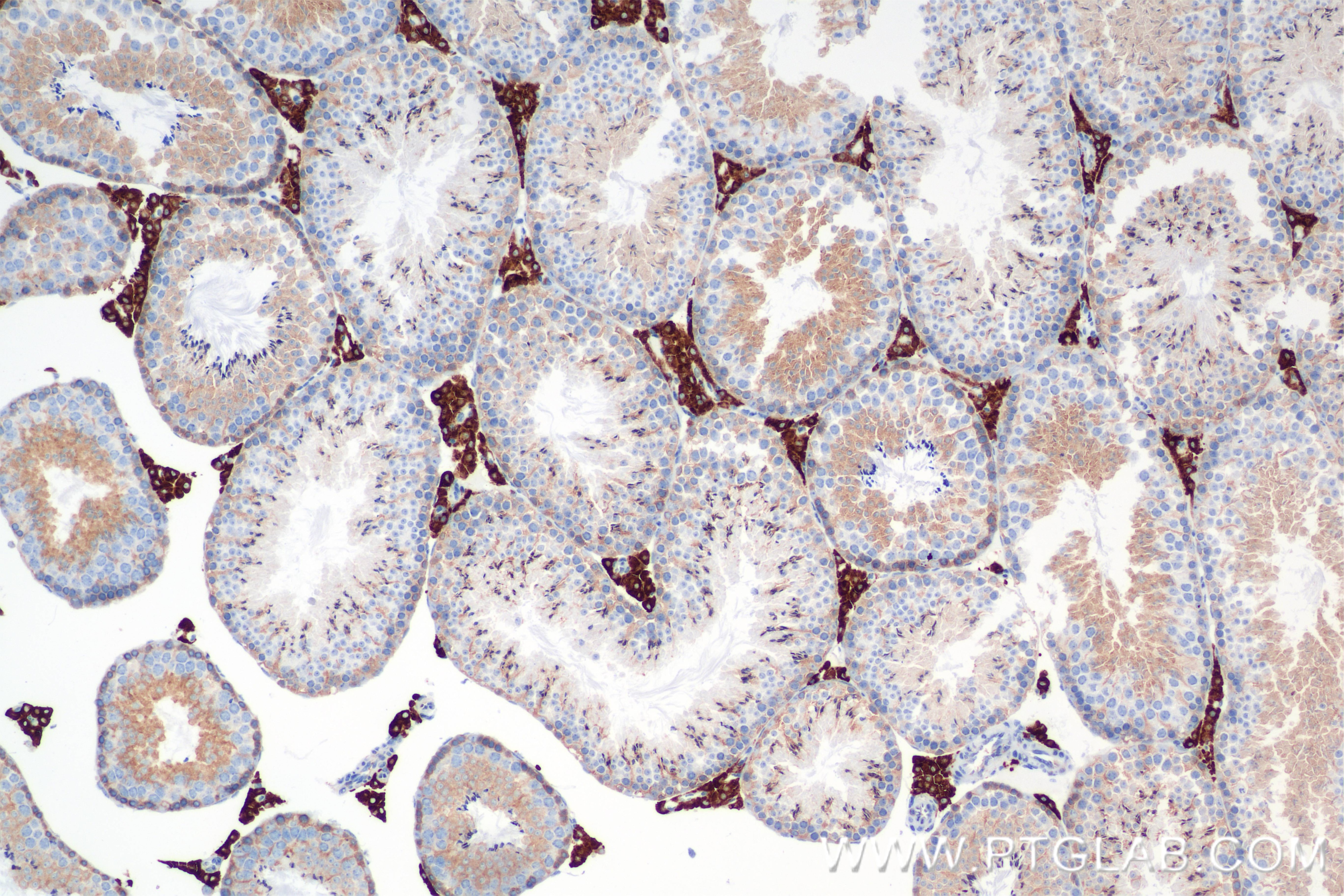 Immunohistochemistry (IHC) staining of mouse testis tissue using CYP51A1 Recombinant antibody (84705-4-RR)