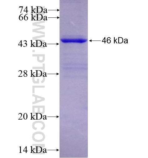 CYP51A1 fusion protein Ag6850 SDS-PAGE