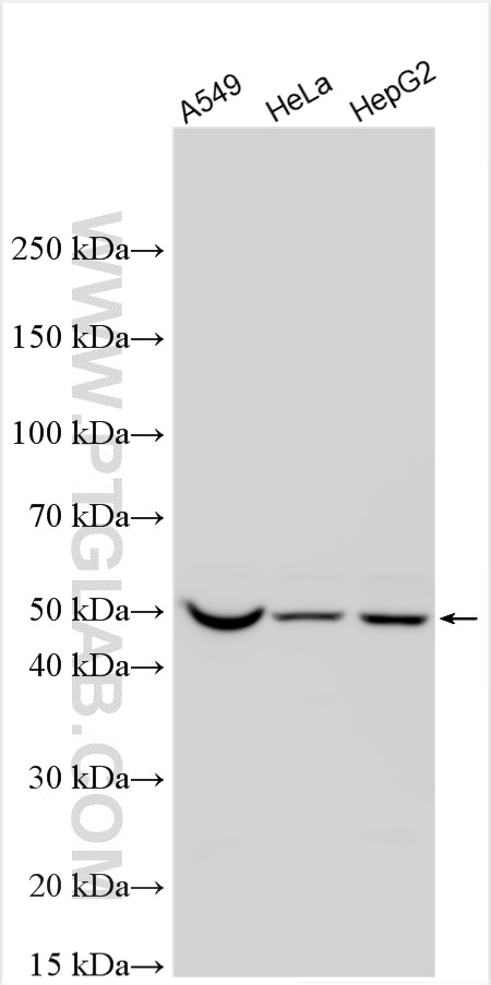 WB analysis using 24889-1-AP Western Blot (WB) analysis of various lysates using CYP7B1 Polyclonal antibody (24889-1-AP)