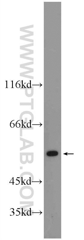 WB analysis of HEK-293 using 24889-1-AP