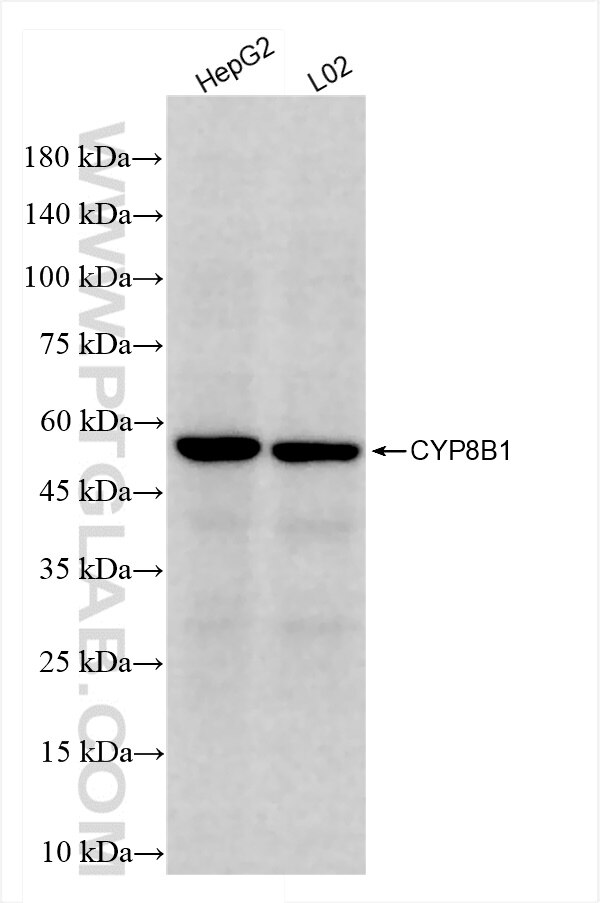 Western Blot (WB) analysis of various lysates using CYP8B1 Recombinant antibody (84909-1-RR)