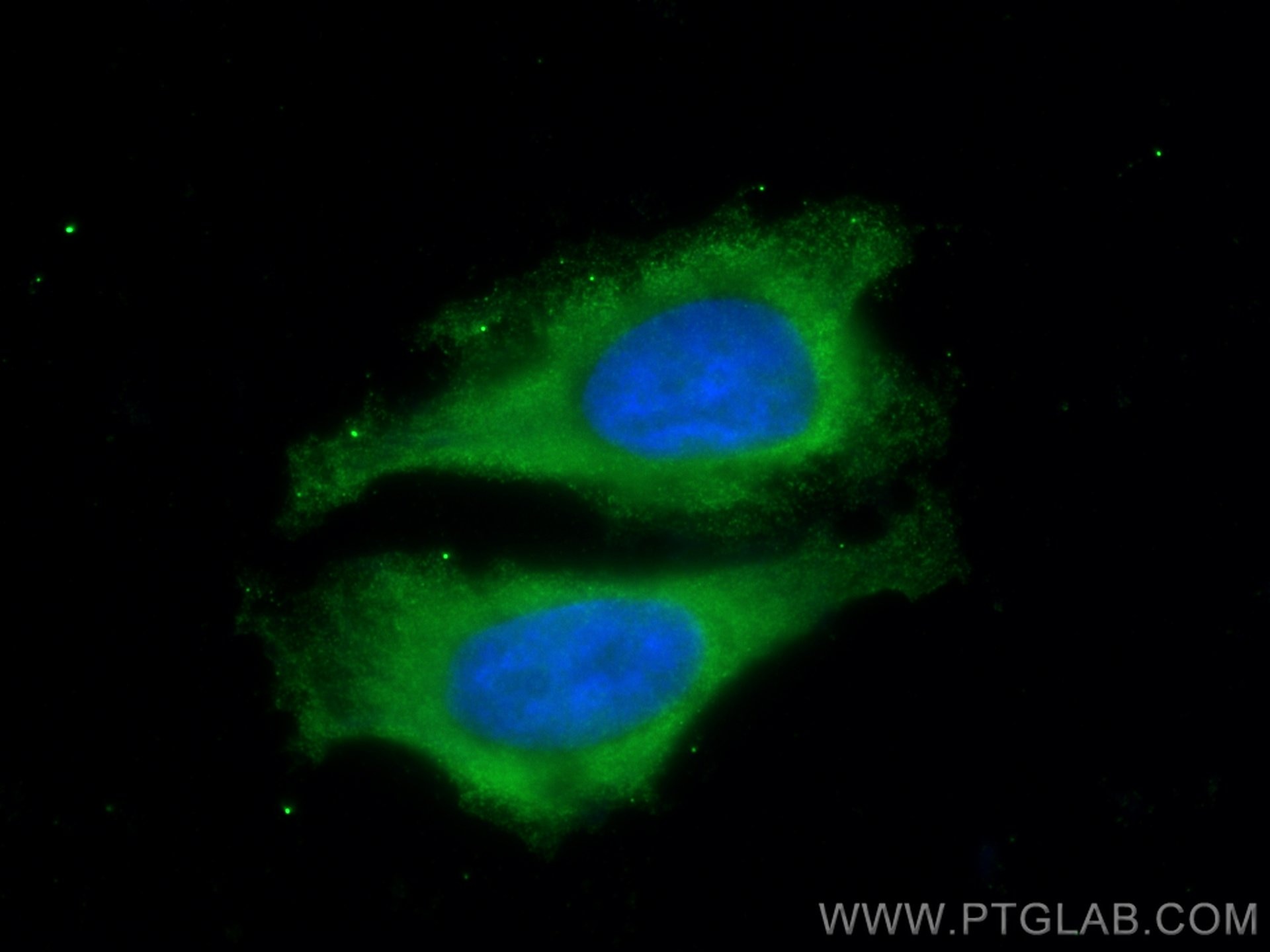 Immunofluorescence (IF) / fluorescent staining of HeLa cells using Cyclophilin A Monoclonal antibody (67880-1-Ig)