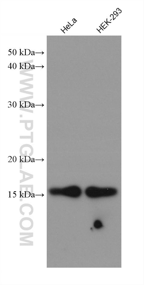 Western Blot (WB) analysis of various lysates using Cyclophilin A Monoclonal antibody (67880-1-Ig)