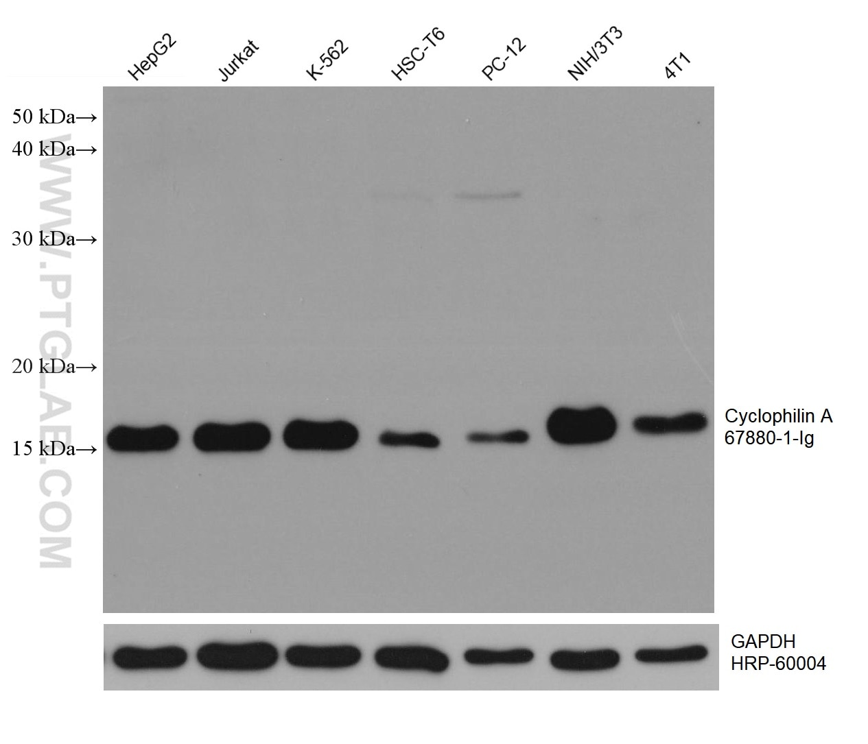 Western Blot (WB) analysis of various lysates using Cyclophilin A Monoclonal antibody (67880-1-Ig)