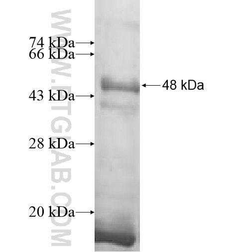 CYPC fusion protein Ag0209 SDS-PAGE