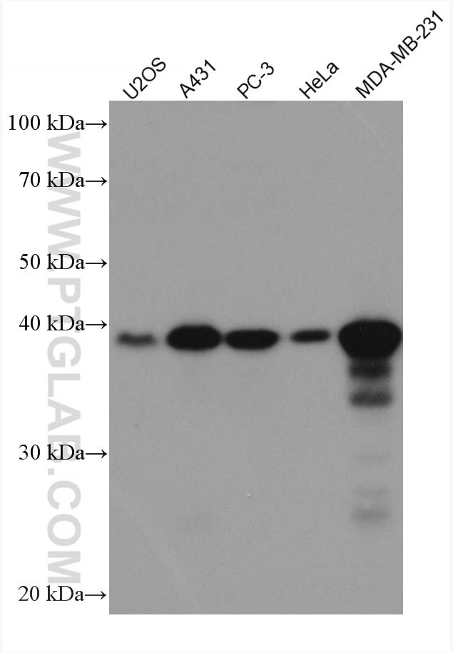 Western Blot (WB) analysis of various lysates using CYR61 Monoclonal antibody (67656-1-Ig)