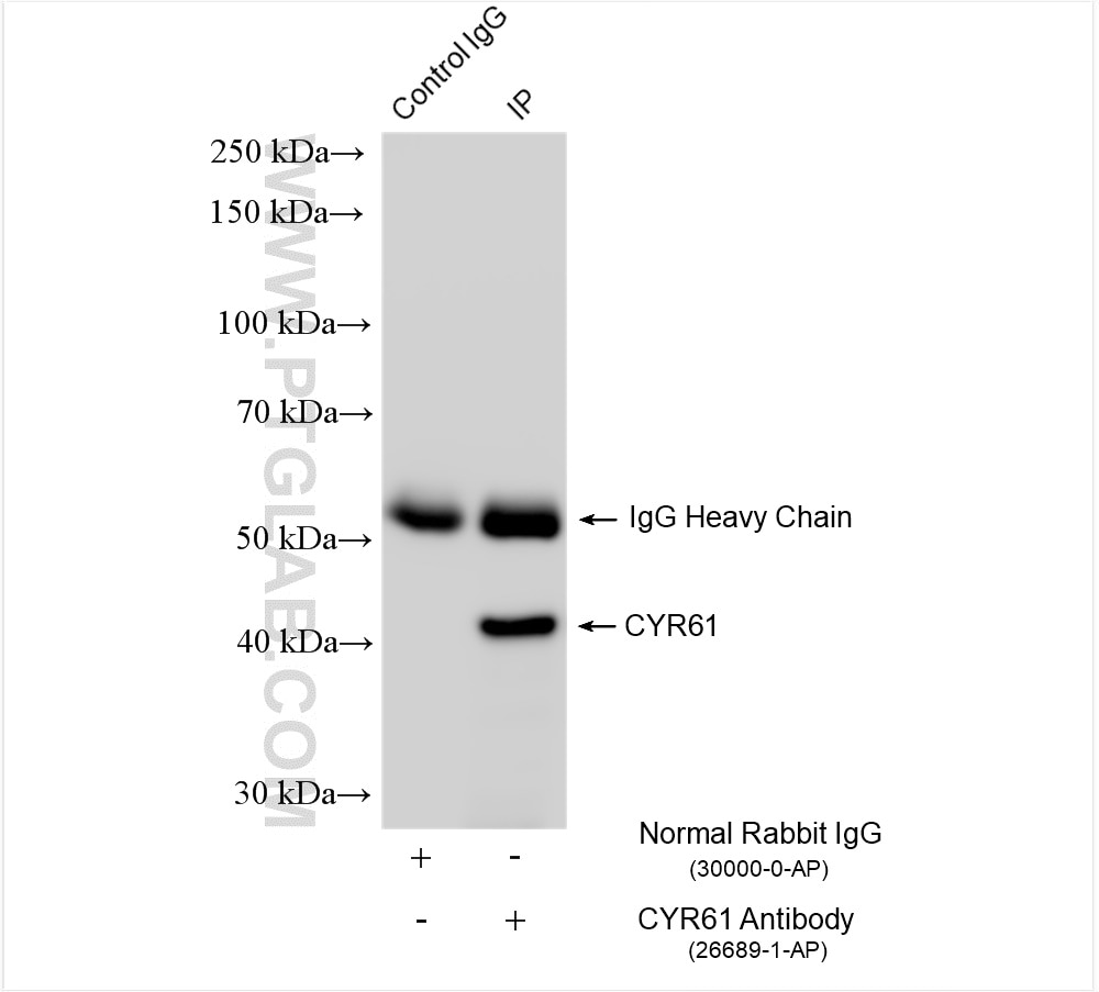 Immunoprecipitation (IP) experiment of HeLa cells using CYR61/CCN1 Polyclonal antibody (26689-1-AP)