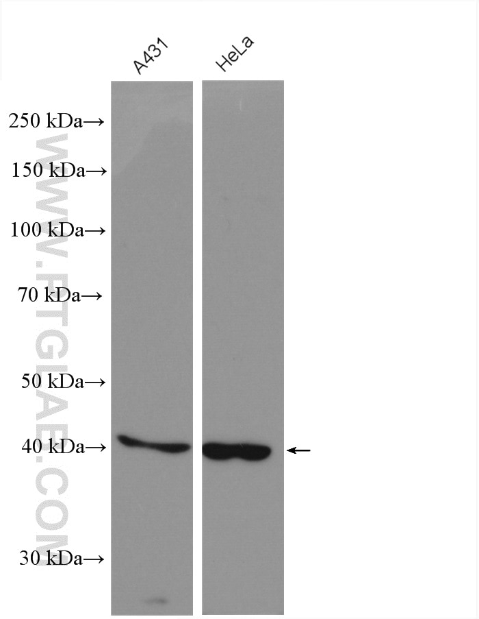 Western Blot (WB) analysis of various lysates using CYR61/CCN1 Polyclonal antibody (26689-1-AP)