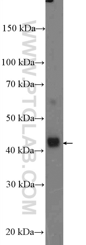 Western Blot (WB) analysis of MDA-MB-453s cells using CYR61/CCN1 Polyclonal antibody (26689-1-AP)