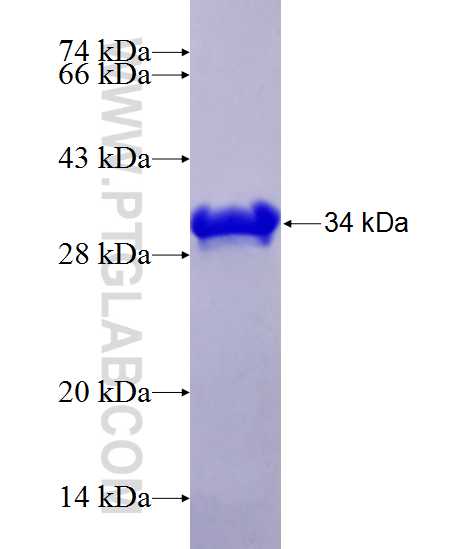 CYR61 fusion protein Ag25129 SDS-PAGE