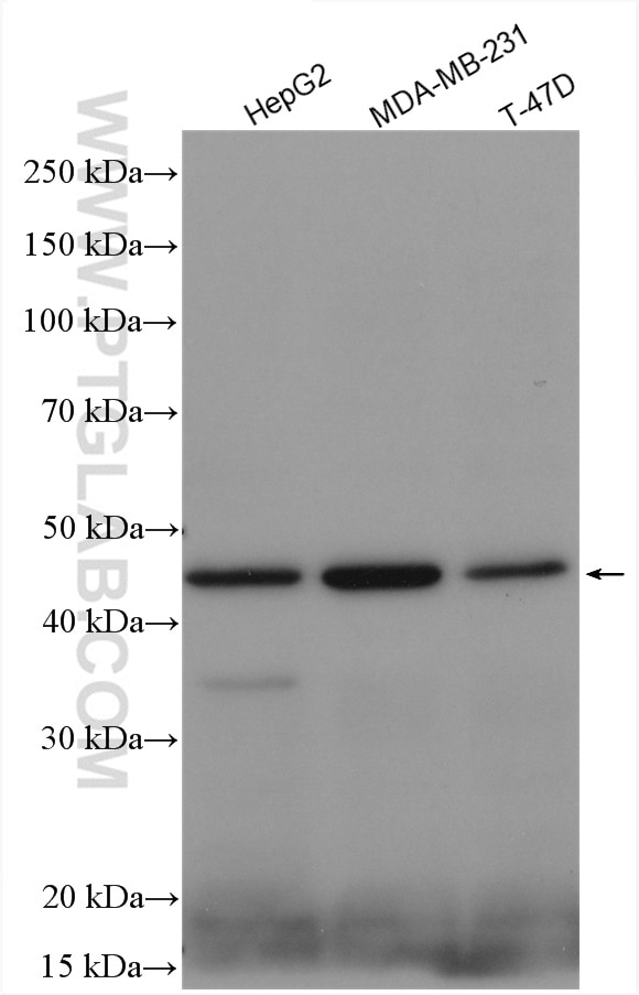 Western Blot (WB) analysis of various lysates using CYTB Polyclonal antibody (55090-1-AP)