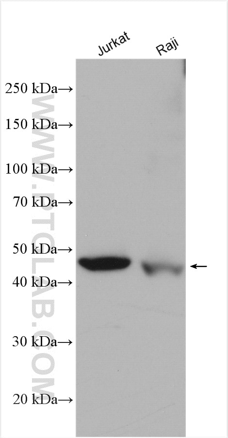 Western Blot (WB) analysis of various lysates using Cytohesin 1 Polyclonal antibody (14217-1-AP)