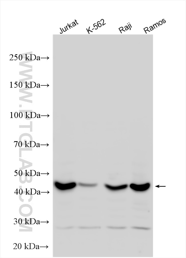 Western Blot (WB) analysis of various lysates using Cytohesin 1 Polyclonal antibody (14217-1-AP)