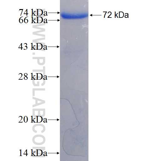 CYTH1 fusion protein Ag5455 SDS-PAGE