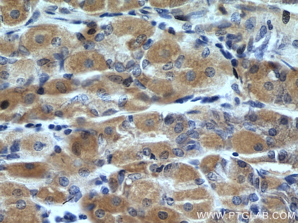 Immunohistochemistry (IHC) staining of human stomach tissue using Cytohesin 2 Polyclonal antibody (10405-1-AP)