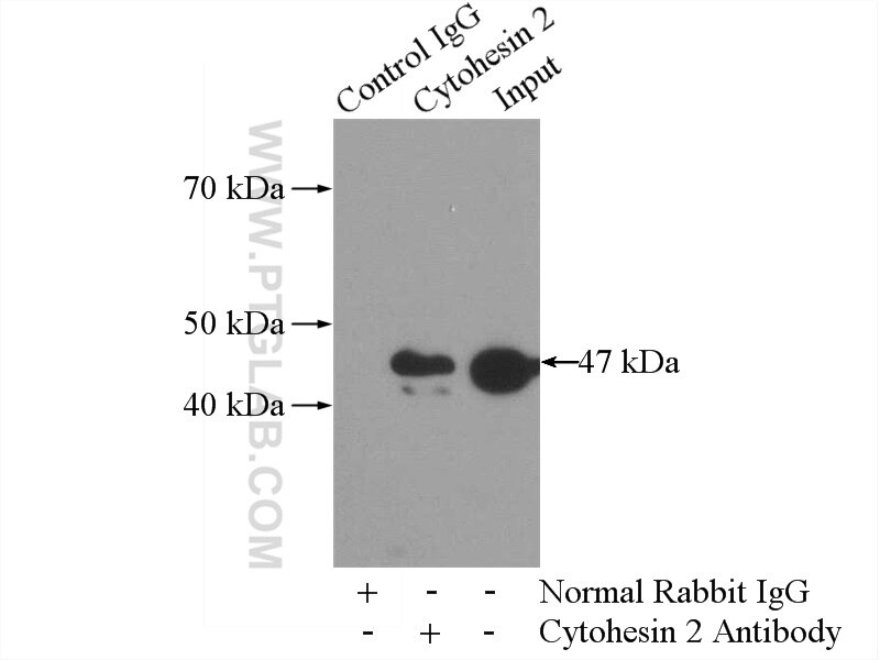 Immunoprecipitation (IP) experiment of mouse heart tissue using Cytohesin 2 Polyclonal antibody (10405-1-AP)