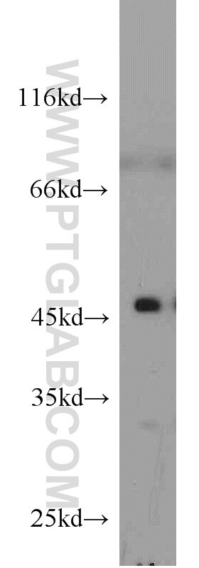 Western Blot (WB) analysis of mouse heart tissue using Cytohesin 2 Polyclonal antibody (10405-1-AP)