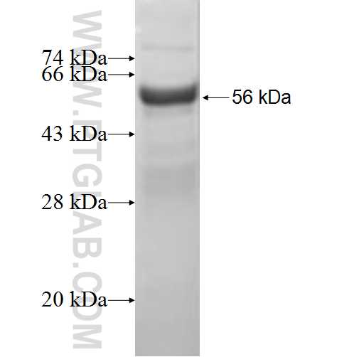 CYTH2 fusion protein Ag0687 SDS-PAGE