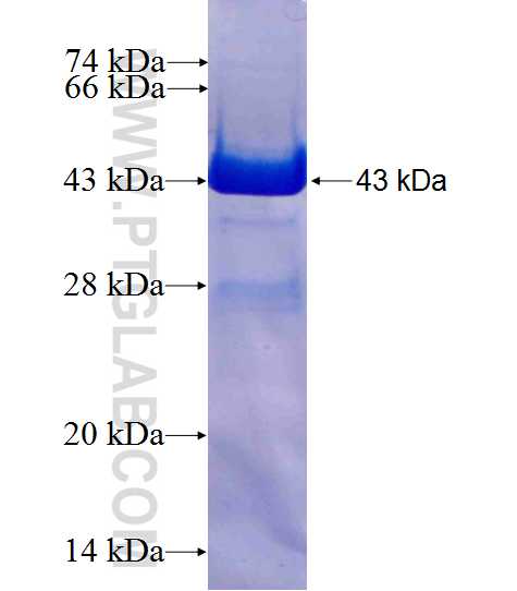 CYTH3 fusion protein Ag10025 SDS-PAGE