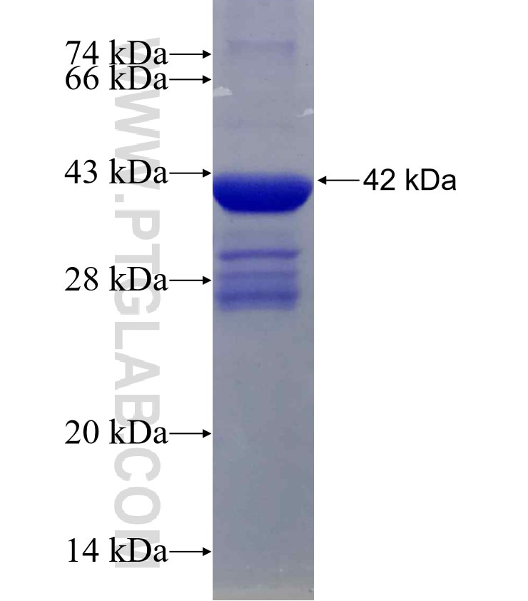 CYTL1 fusion protein Ag3977 SDS-PAGE