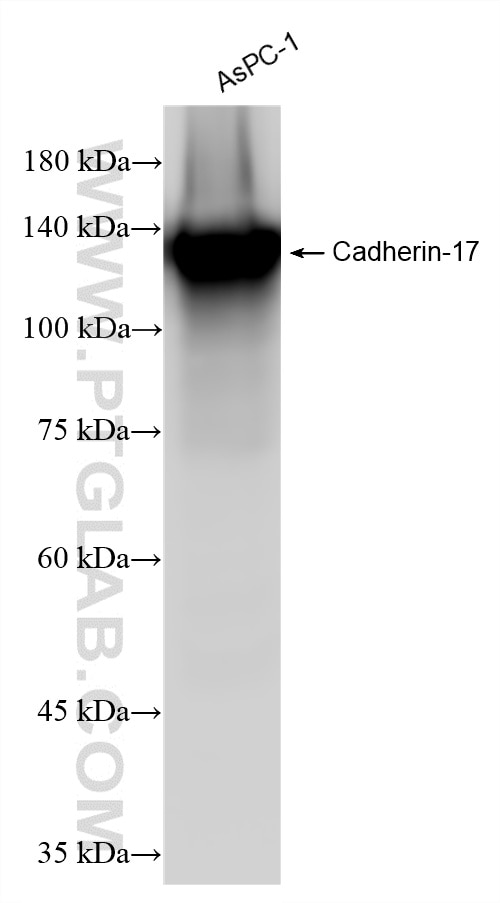 Western Blot (WB) analysis of various lysates using Cadherin-17 Recombinant monoclonal antibody (83793-5-RR)