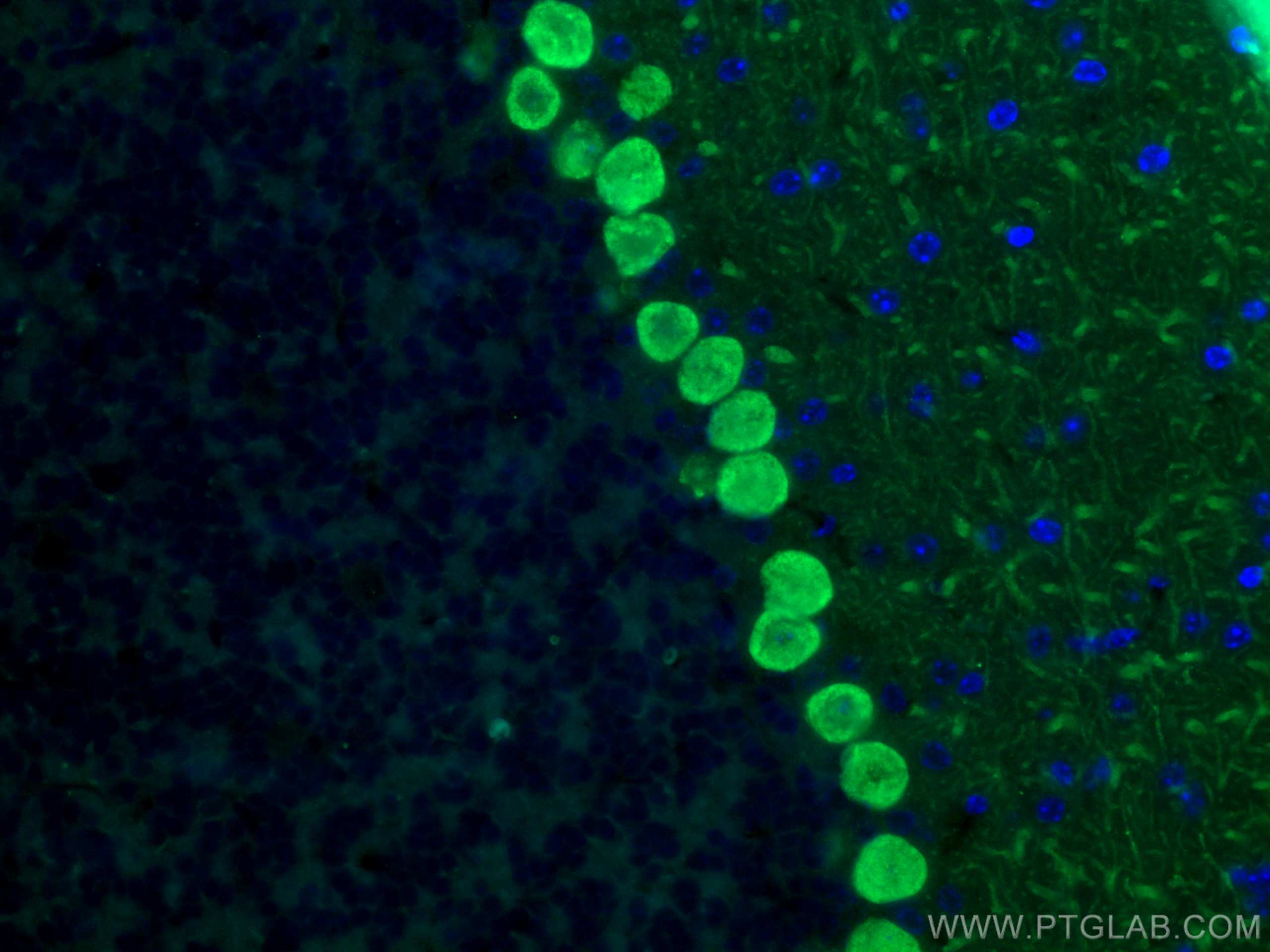 Immunofluorescence (IF) / fluorescent staining of mouse cerebellum tissue using Calbindin-D28k Monoclonal antibody (66394-1-Ig)