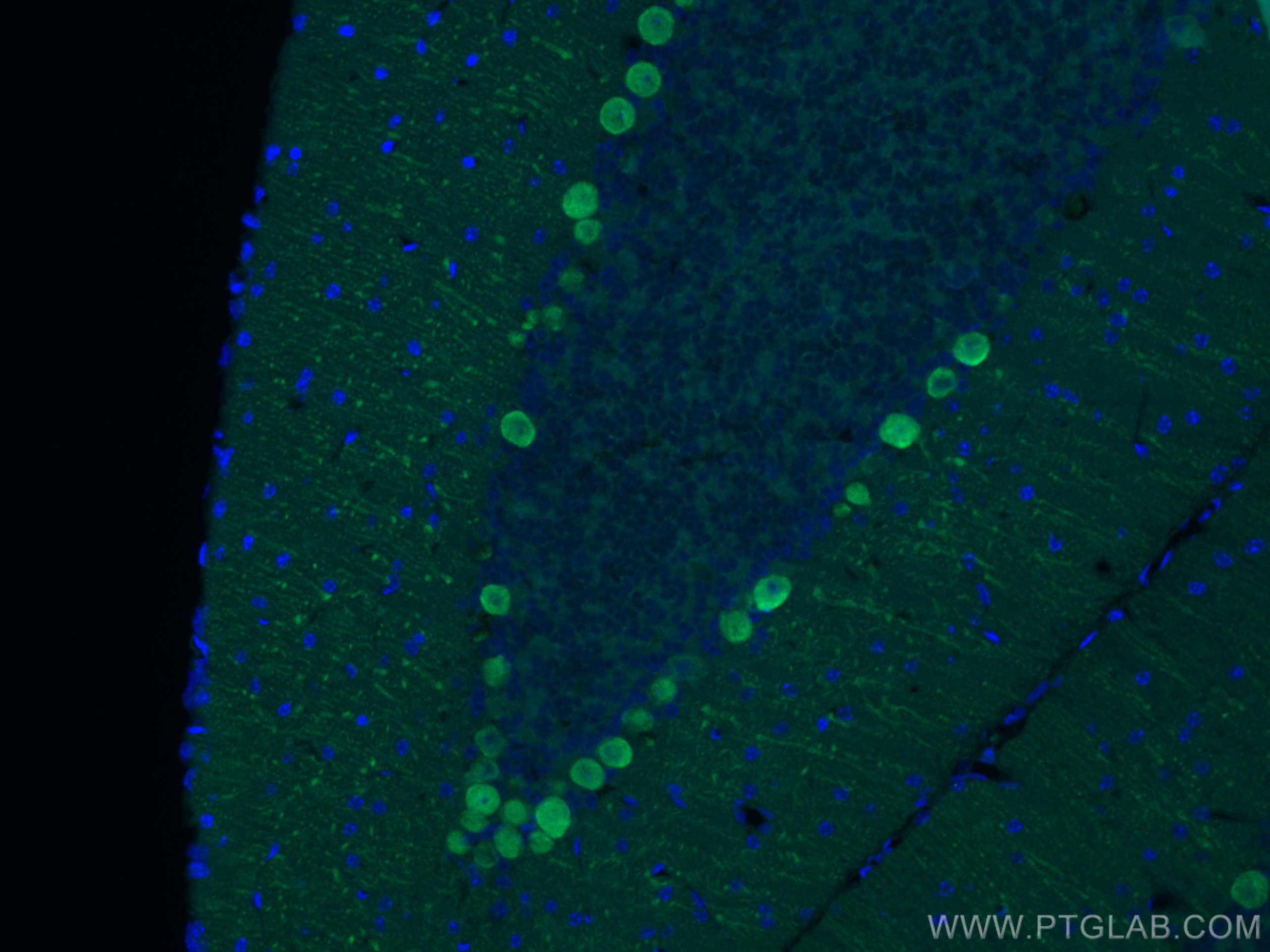 Immunofluorescence (IF) / fluorescent staining of mouse cerebellum tissue using Calbindin-D28k Monoclonal antibody (66394-1-Ig)