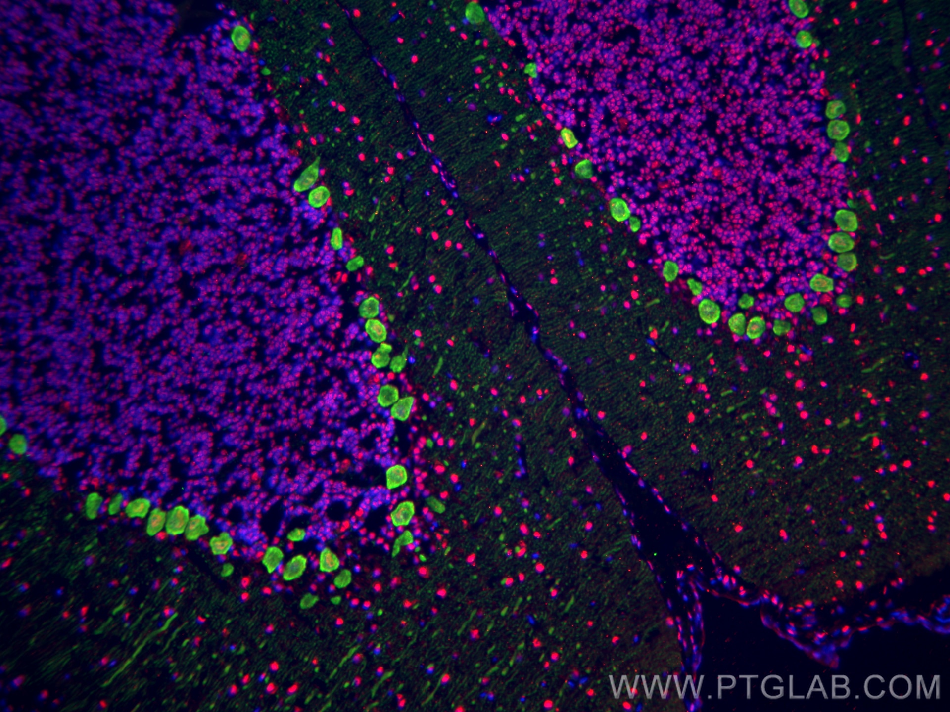 Immunofluorescence (IF) / fluorescent staining of rat cerebellum tissue using Calbindin-D28k Monoclonal antibody (66394-1-Ig)