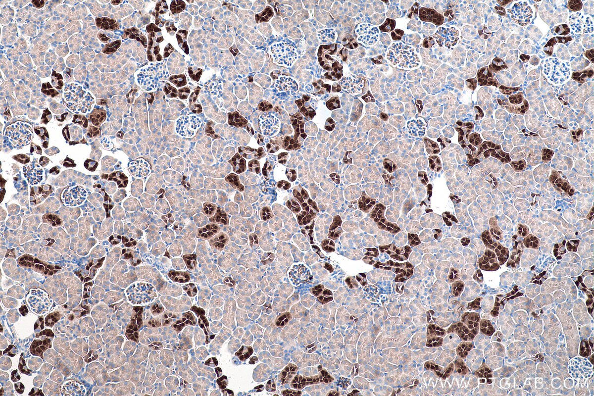 IHC staining of mouse kidney using 66394-1-Ig