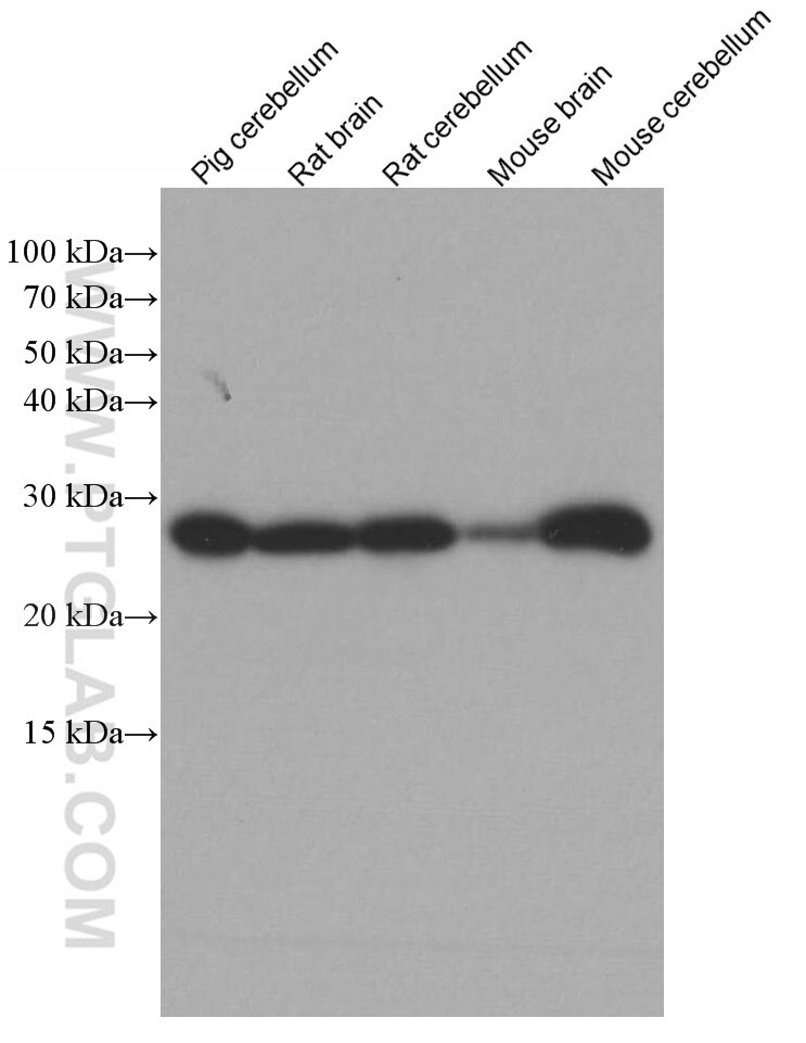 Western Blot (WB) analysis of various lysates using Calbindin-D28k Monoclonal antibody (66394-1-Ig)