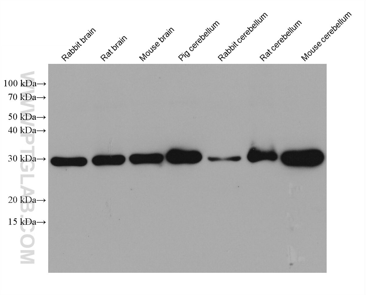 Western Blot (WB) analysis of various lysates using Calbindin-D28k Monoclonal antibody (66394-1-Ig)