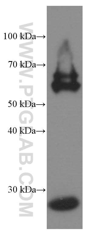 Western Blot (WB) analysis of PC-12 cells using Calbindin-D28k Monoclonal antibody (66394-1-Ig)