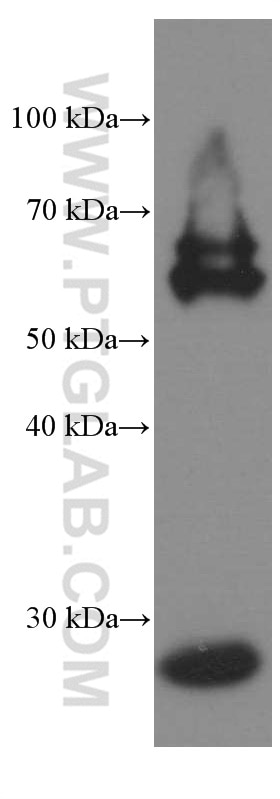 WB analysis of PC-12 using 66394-1-Ig