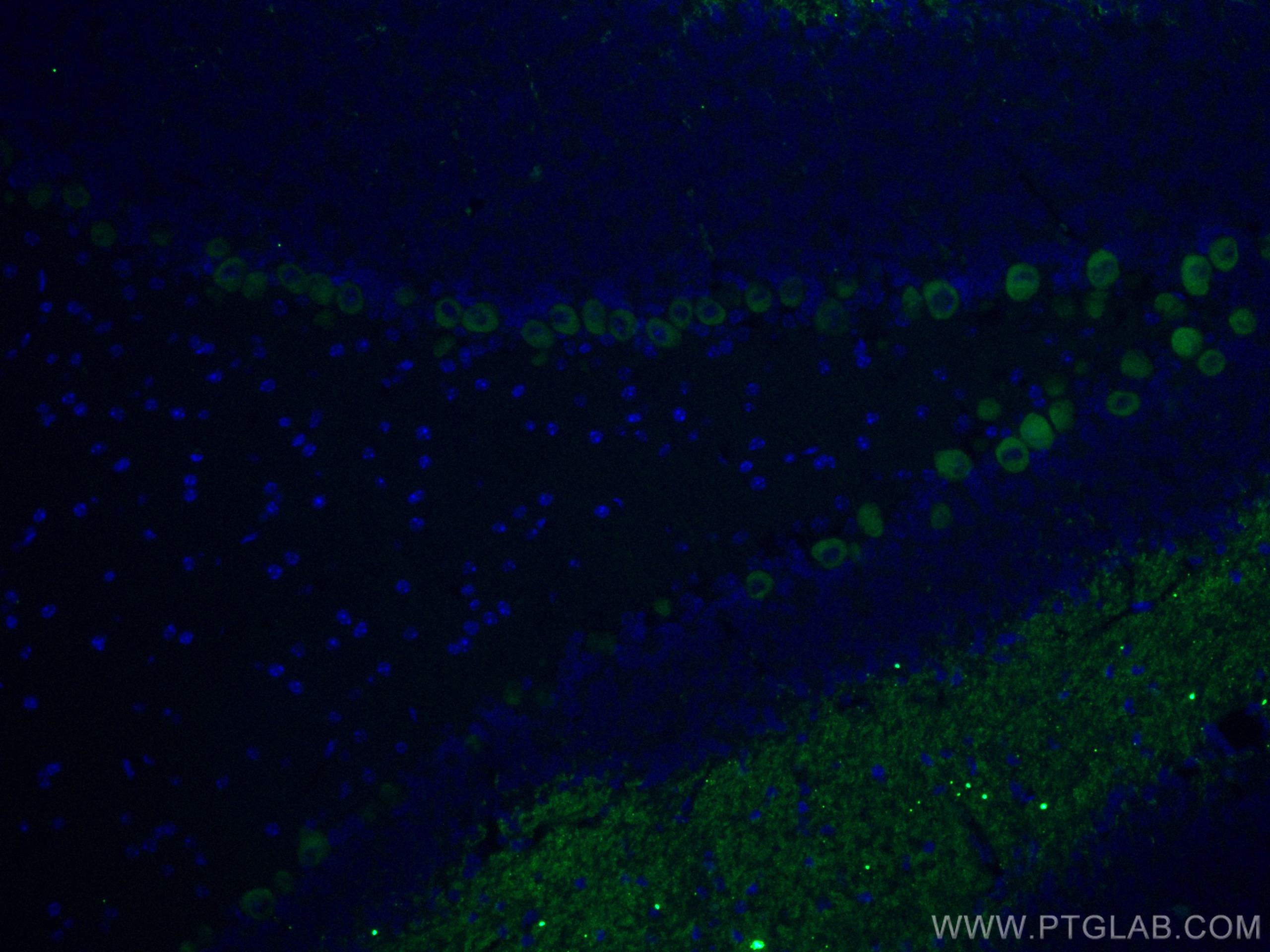 Immunofluorescence (IF) / fluorescent staining of mouse cerebellum tissue using CoraLite® Plus 488-conjugated Calbindin-D28k Monoc (CL488-66394)