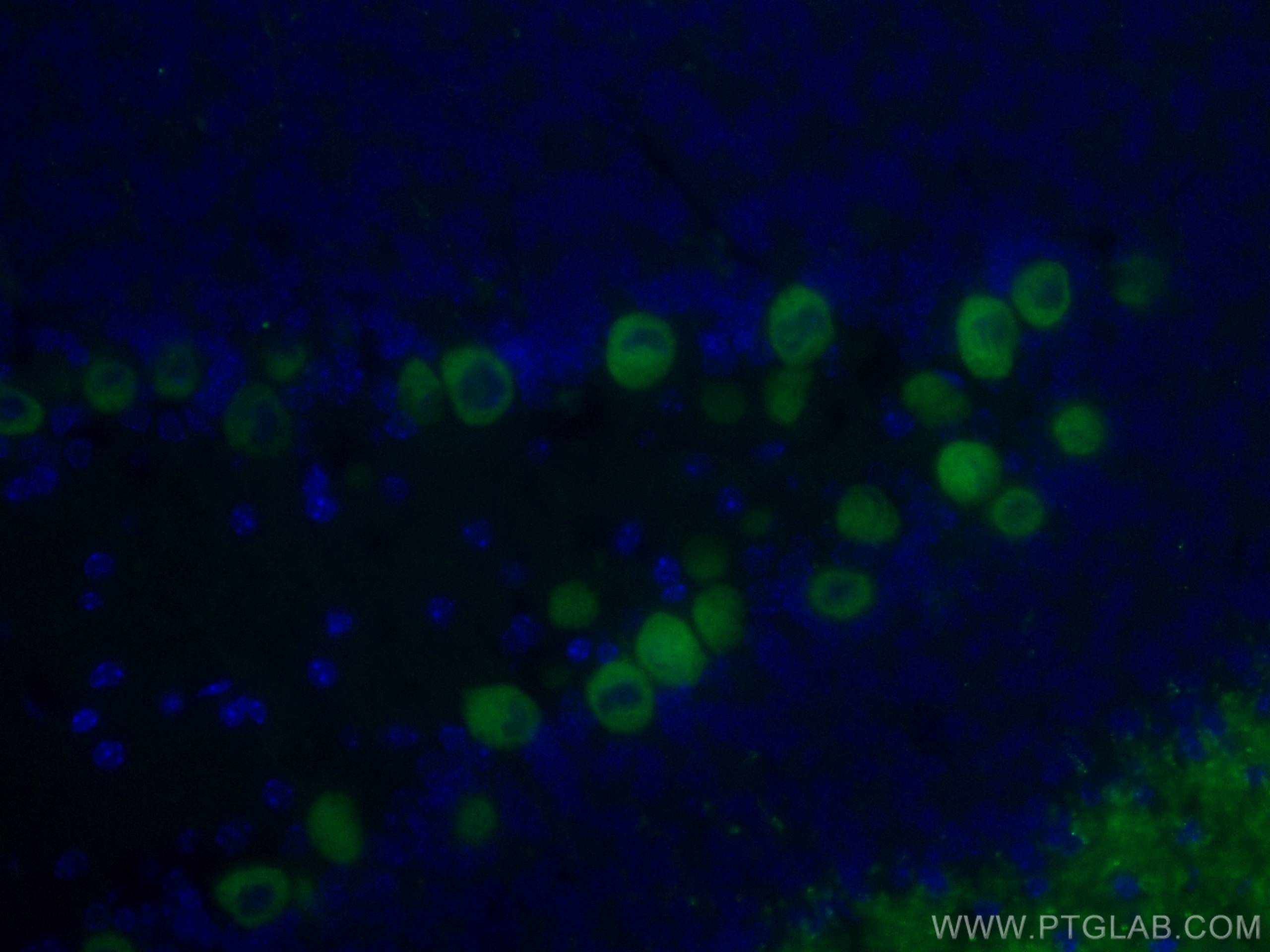 Immunofluorescence (IF) / fluorescent staining of mouse cerebellum tissue using CoraLite® Plus 488-conjugated Calbindin-D28k Monoc (CL488-66394)