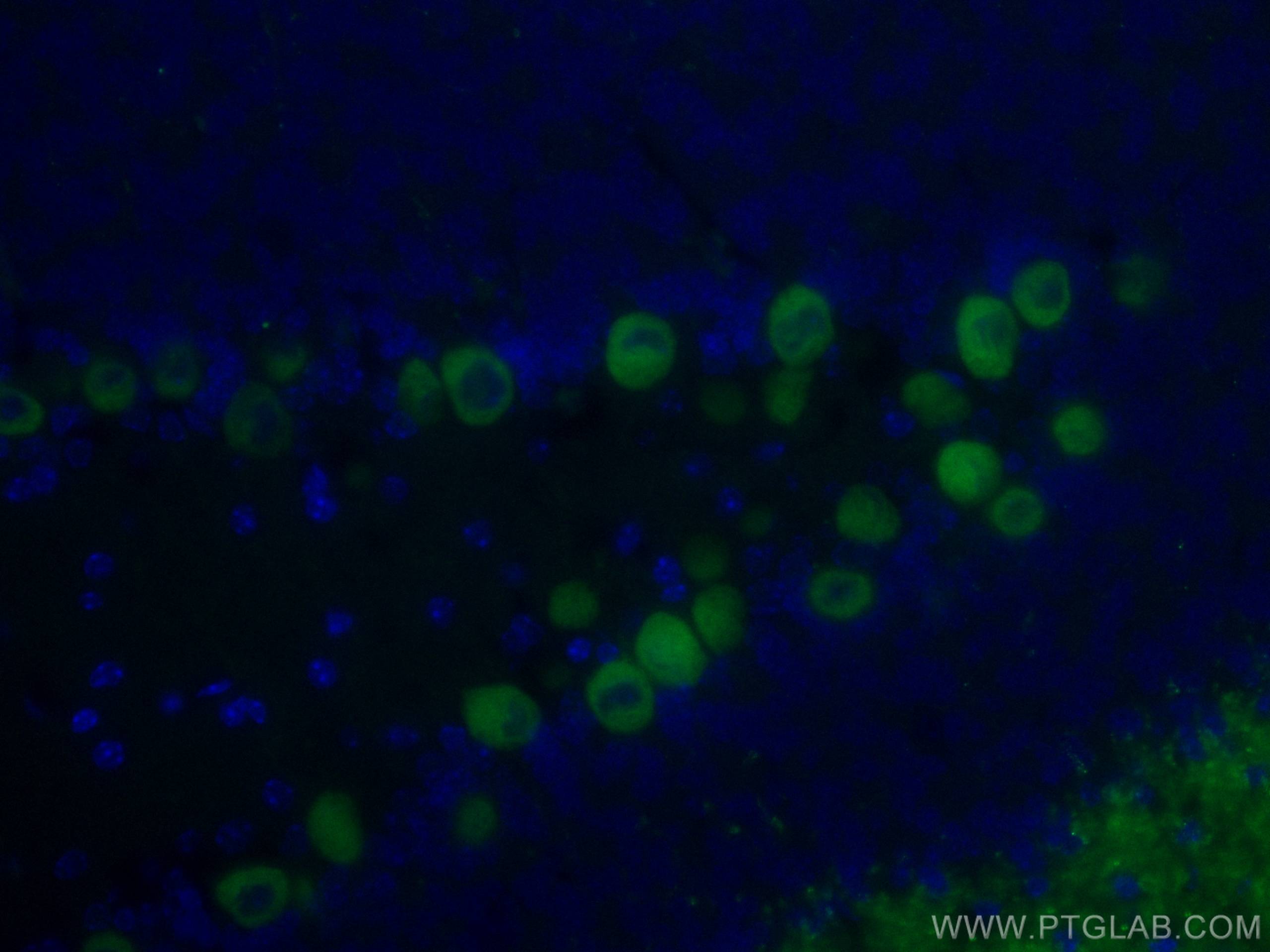 IF Staining of mouse cerebellum using CL488-66394