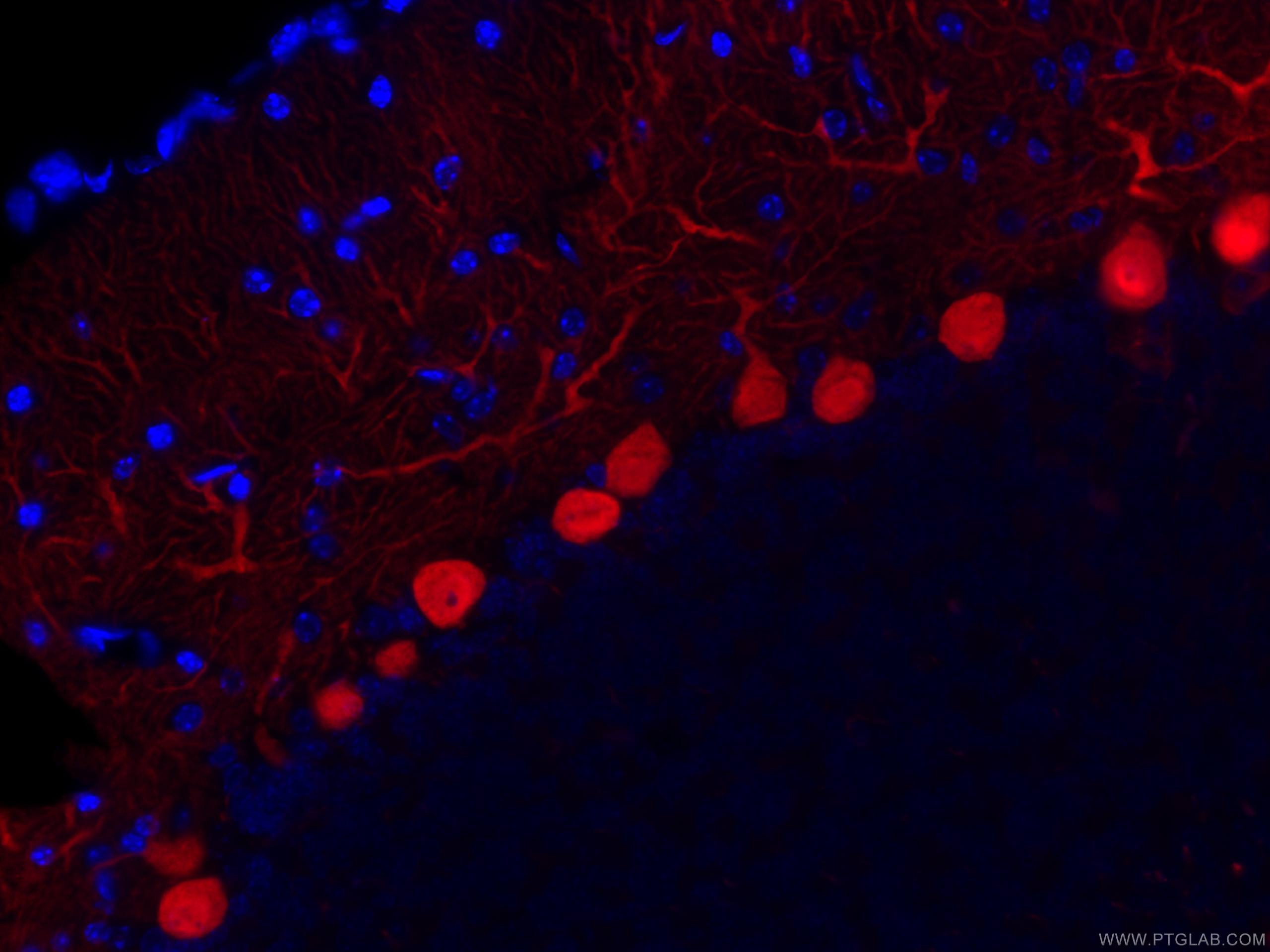 Immunofluorescence (IF) / fluorescent staining of mouse cerebellum tissue using CoraLite®594-conjugated Calbindin-D28k Monoclonal  (CL594-66394)