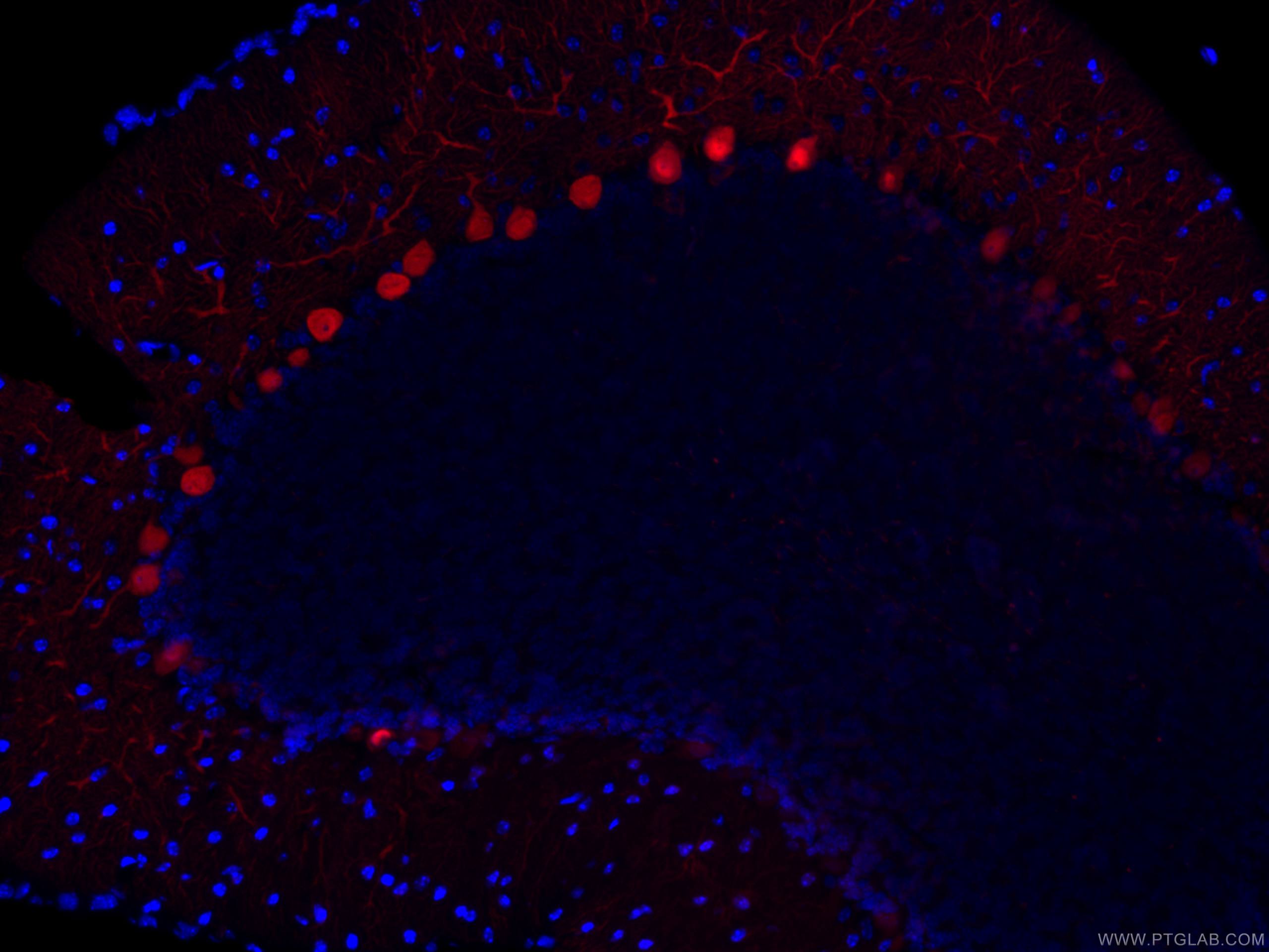 Immunofluorescence (IF) / fluorescent staining of mouse cerebellum tissue using CoraLite®594-conjugated Calbindin-D28k Monoclonal  (CL594-66394)