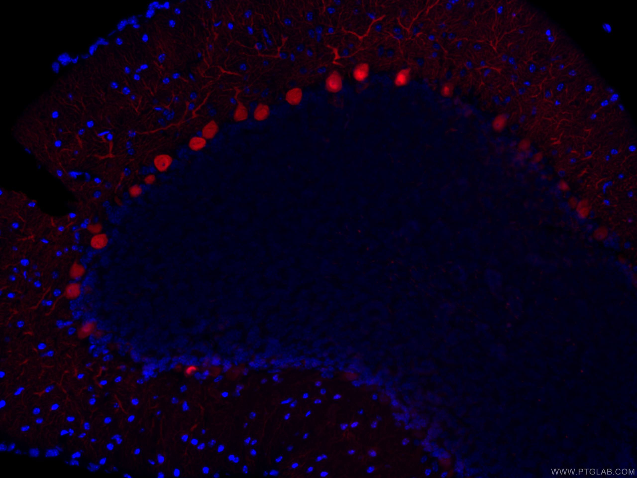 IF Staining of mouse cerebellum using CL594-66394